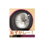ほのぼのひよちゃん（個別スタンプ：35）