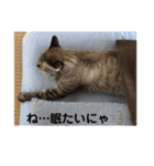 ほのぼのひよちゃん（個別スタンプ：37）