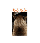 ほのぼのひよちゃん（個別スタンプ：39）