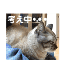 ほのぼのひよちゃん（個別スタンプ：40）