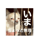可愛すぎるやつ（個別スタンプ：5）