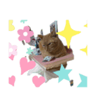 ねこと、ねこ（個別スタンプ：3）
