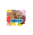 ねこと、ねこ（個別スタンプ：7）