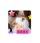 ねこと、ねこ（個別スタンプ：8）
