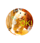うちのハムちゃんと動物だよ（個別スタンプ：1）