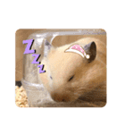 うちのハムちゃんと動物だよ（個別スタンプ：2）
