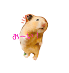 うちのハムちゃんと動物だよ（個別スタンプ：3）