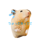 うちのハムちゃんと動物だよ（個別スタンプ：4）