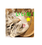 うちのハムちゃんと動物だよ（個別スタンプ：7）