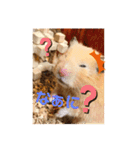 うちのハムちゃんと動物だよ（個別スタンプ：11）