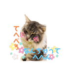 うちのハムちゃんと動物だよ（個別スタンプ：13）