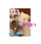 うちのハムちゃんと動物だよ（個別スタンプ：15）