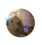 うちのハムちゃんと動物だよ（個別スタンプ：16）