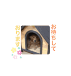 ゴールデンレトリバーの姫と雛 3（個別スタンプ：1）