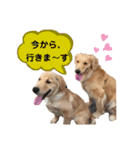 ゴールデンレトリバーの姫と雛 3（個別スタンプ：23）