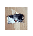 ペロって言うのよ！（個別スタンプ：1）
