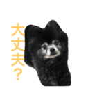 黒ポメのポンタくん6（個別スタンプ：6）