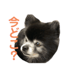 黒ポメのポンタくん6（個別スタンプ：20）