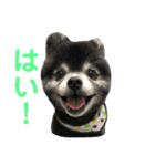 黒ポメのポンタくん6（個別スタンプ：22）