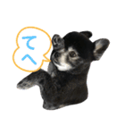 黒ポメのポンタくん6（個別スタンプ：24）