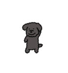 黒いもふもふ(トイプードル)（個別スタンプ：1）