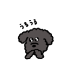 黒いもふもふ(トイプードル)（個別スタンプ：16）