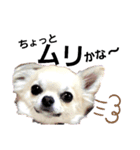 キキたんず5（個別スタンプ：7）