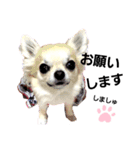 キキたんず5（個別スタンプ：10）