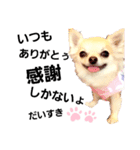キキたんず5（個別スタンプ：11）