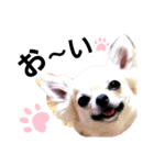 キキたんず5（個別スタンプ：12）