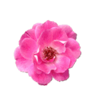 バラの花だけ（個別スタンプ：1）