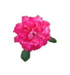 バラの花だけ（個別スタンプ：2）