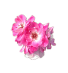 バラの花だけ（個別スタンプ：4）