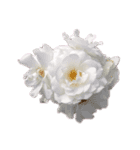 バラの花だけ（個別スタンプ：5）