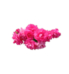 バラの花だけ（個別スタンプ：7）
