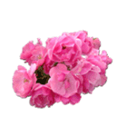 バラの花だけ（個別スタンプ：8）