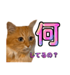 チャッピーと生活Ⅲ（個別スタンプ：4）
