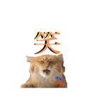 チャッピーと生活Ⅲ（個別スタンプ：9）