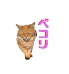チャッピーと生活Ⅲ（個別スタンプ：11）