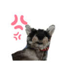シュナのさんちゃん1（個別スタンプ：9）