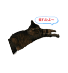 グデグデにゃんこ（個別スタンプ：4）