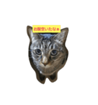 グデグデにゃんこ（個別スタンプ：6）