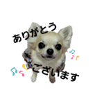 キキたんず2（個別スタンプ：1）