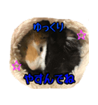 モルモットのモルシと仲間たち（個別スタンプ：14）