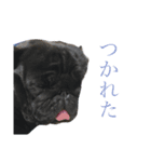 パグの梅（個別スタンプ：8）