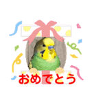 癒しのインコ☆ピチャ（個別スタンプ：12）