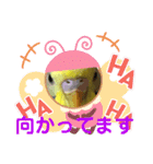 癒しのインコ☆ピチャ（個別スタンプ：17）