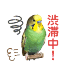 癒しのインコ☆ピチャ（個別スタンプ：18）