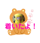 癒しのインコ☆ピチャ（個別スタンプ：20）