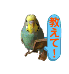 癒しのインコ☆ピチャ（個別スタンプ：21）